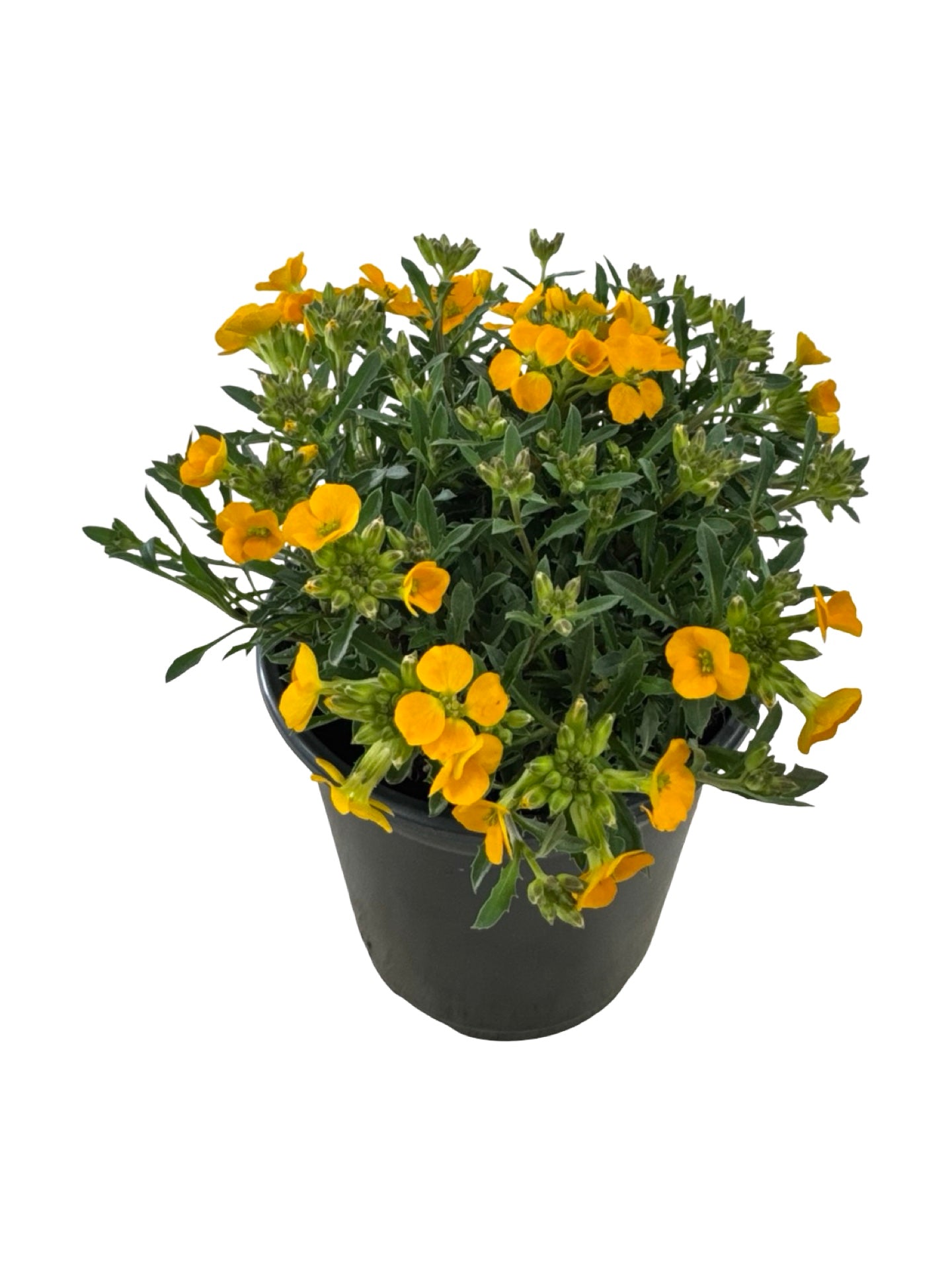 Erysimum Glow™ 'Orange' - Perennials