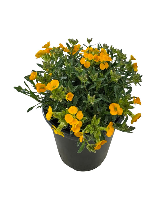 Erysimum Glow™ 'Orange' - Perennials