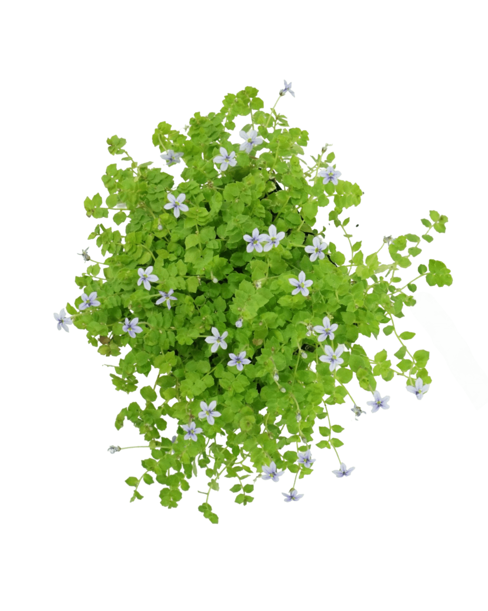 Laurentia fluviatilis - The Garden Corner