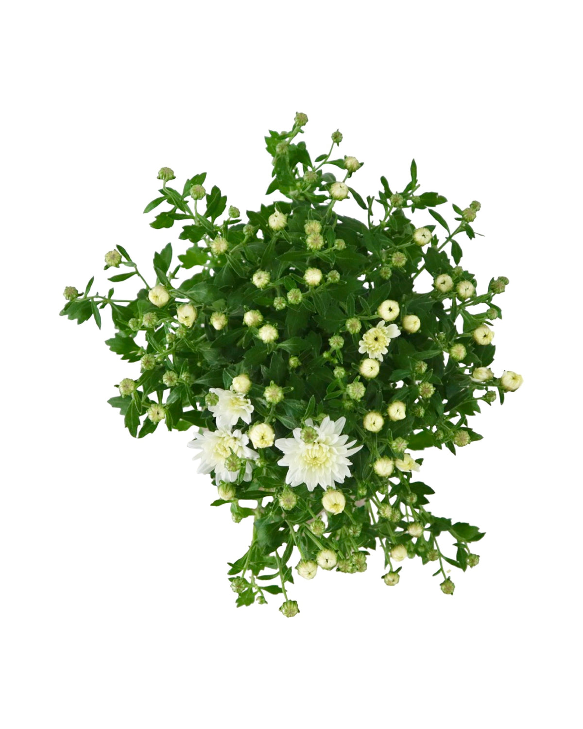Chrysanthemum 'Celestial White' - Seasonal Plant