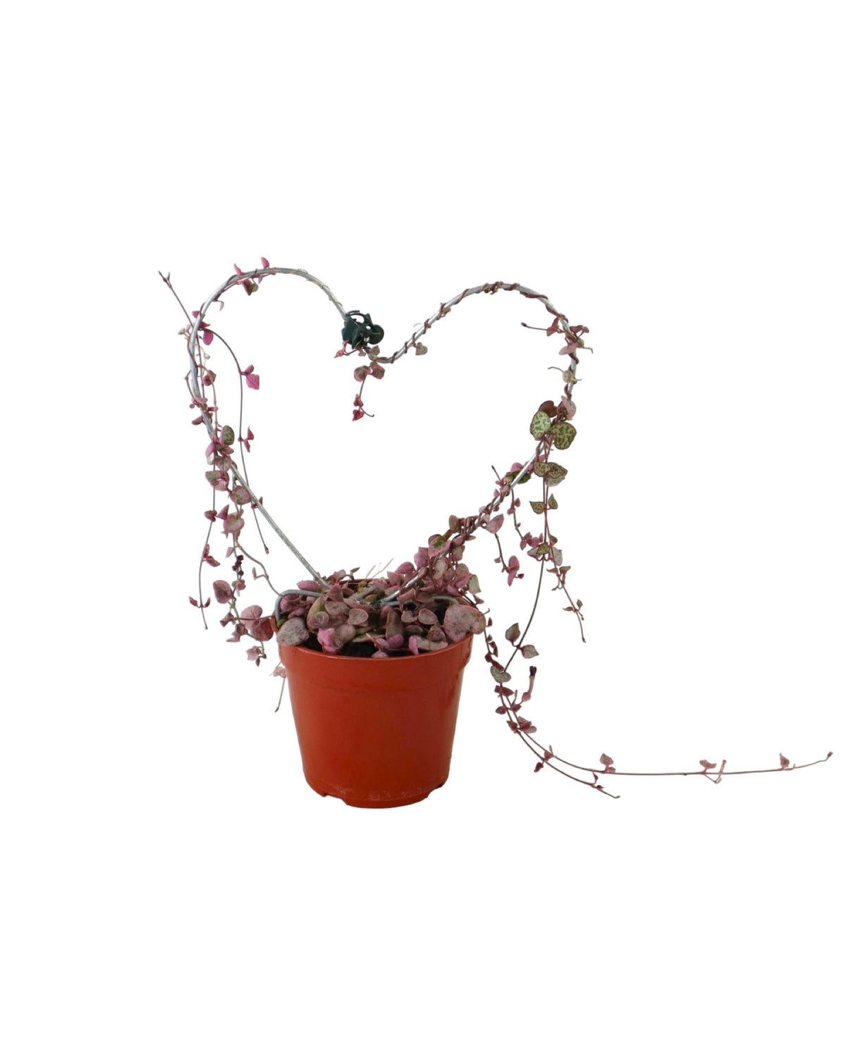 Ceropegia woodii 'Variegata' - House Plants