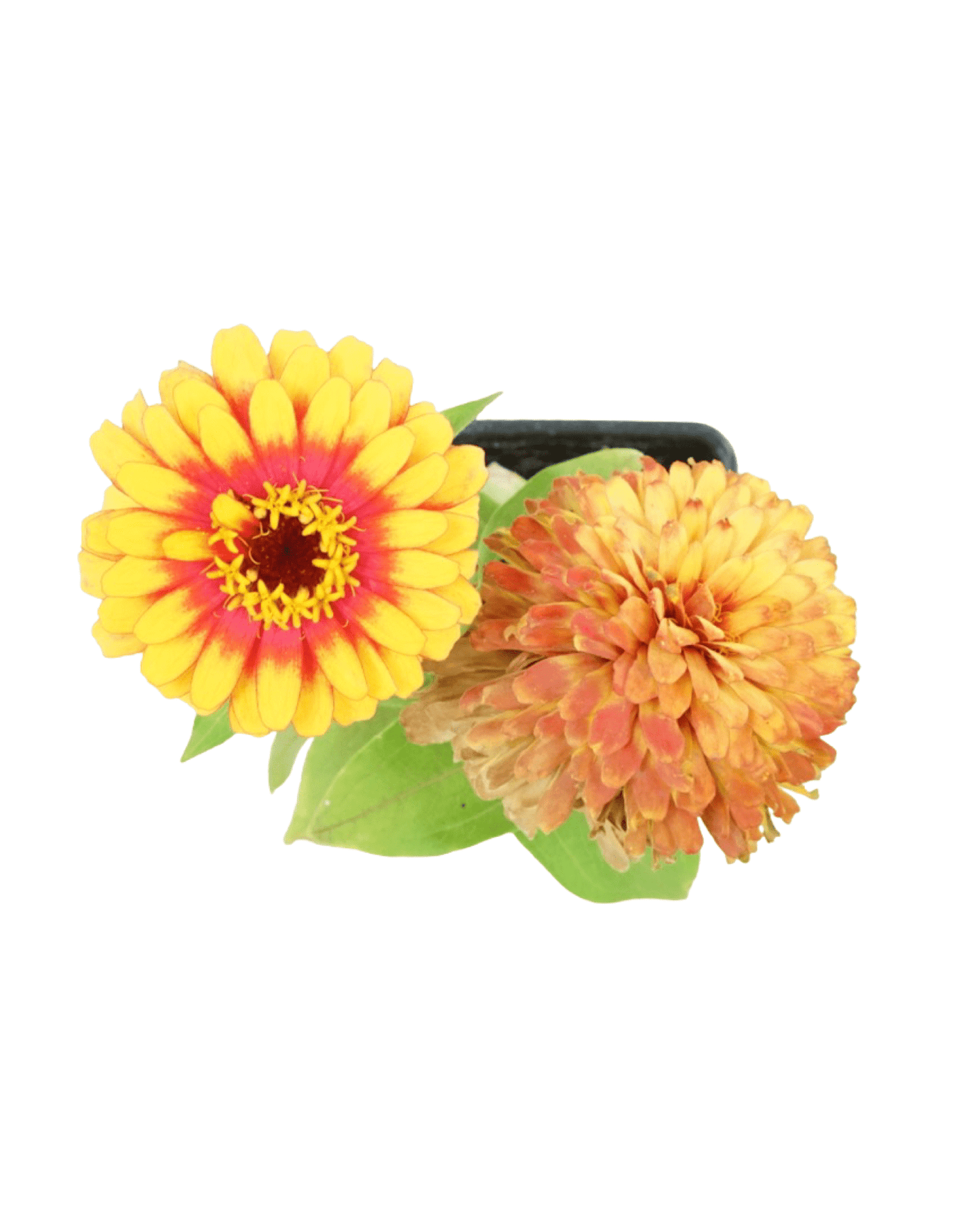 Zinnia 'Swizzle' Mix - The Garden Corner