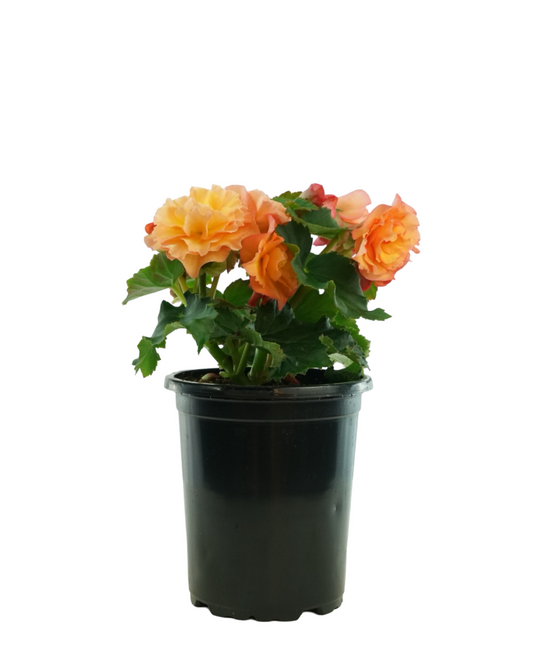 Solar Begonia