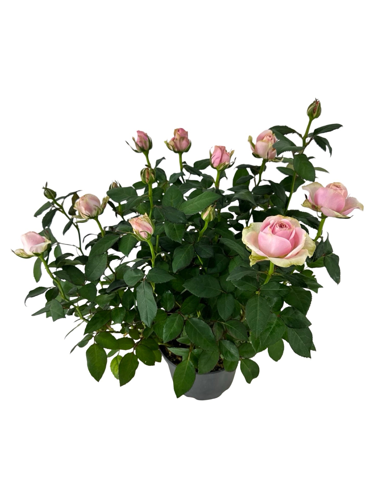Rosa assorted 'Mini' - House Plants
