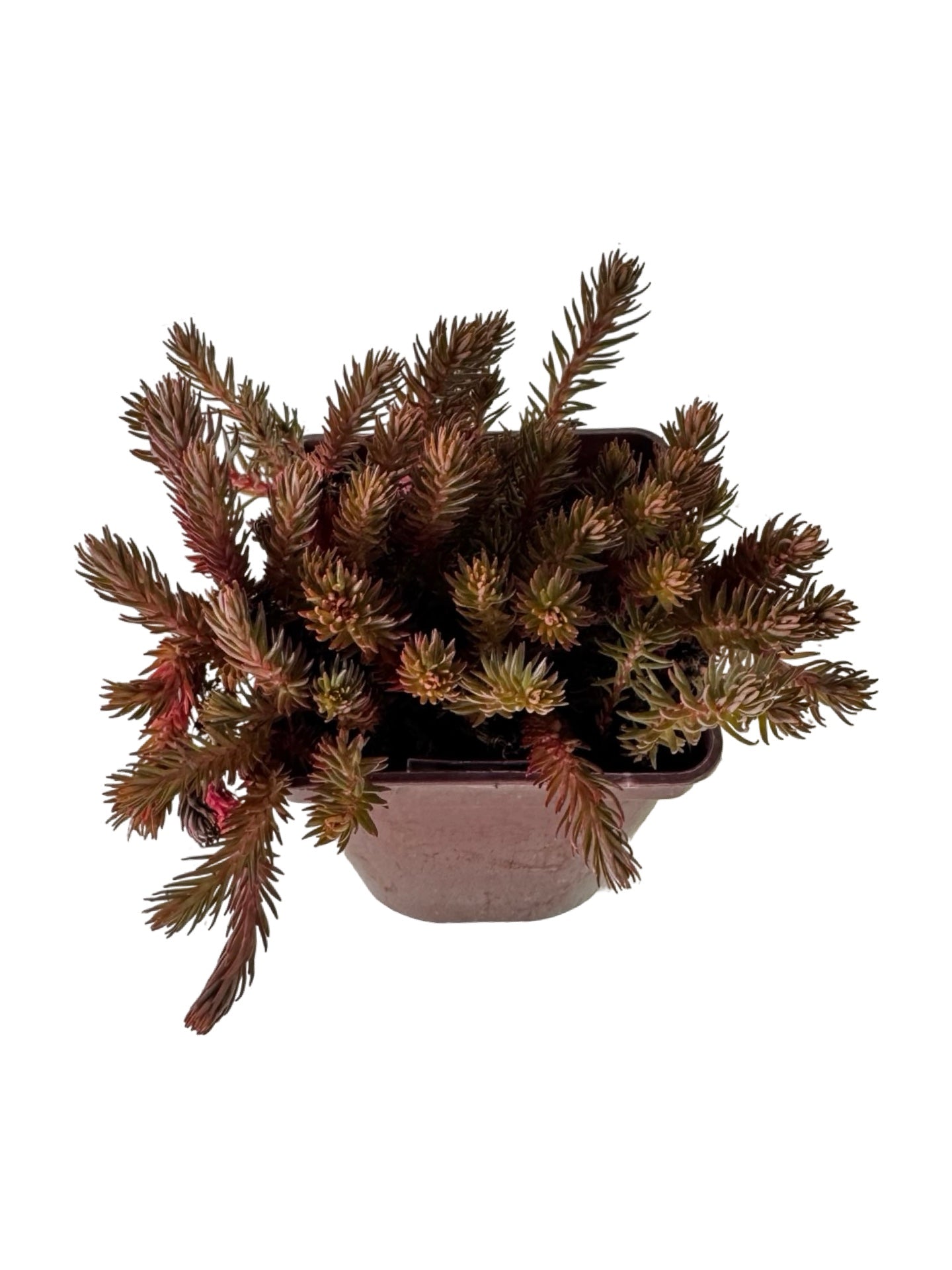Sedum hakonense 'Chocolate Ball' - Perennials