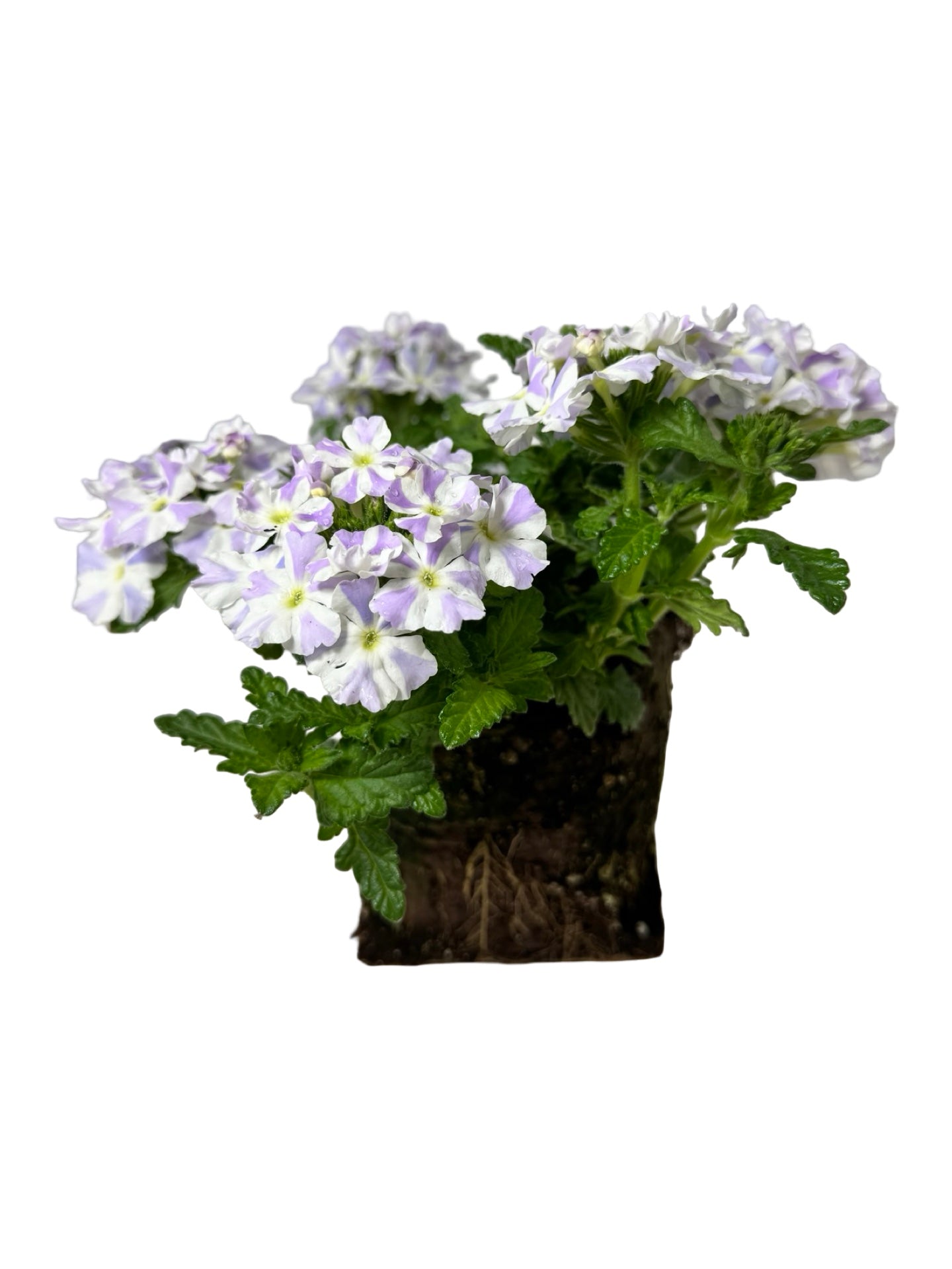 Verbena 'Empress Flair Delft Blue' - Annuals