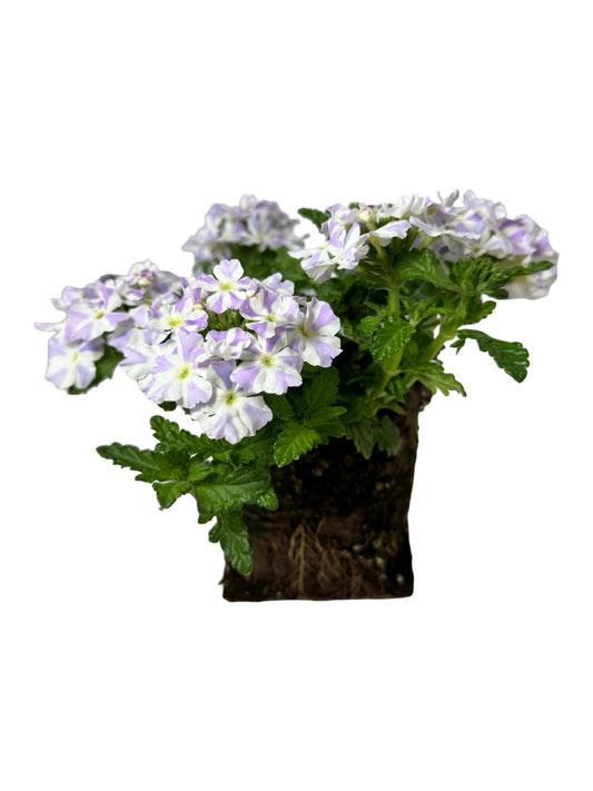 Verbena 'Empress Flair Delft Blue' - Annuals