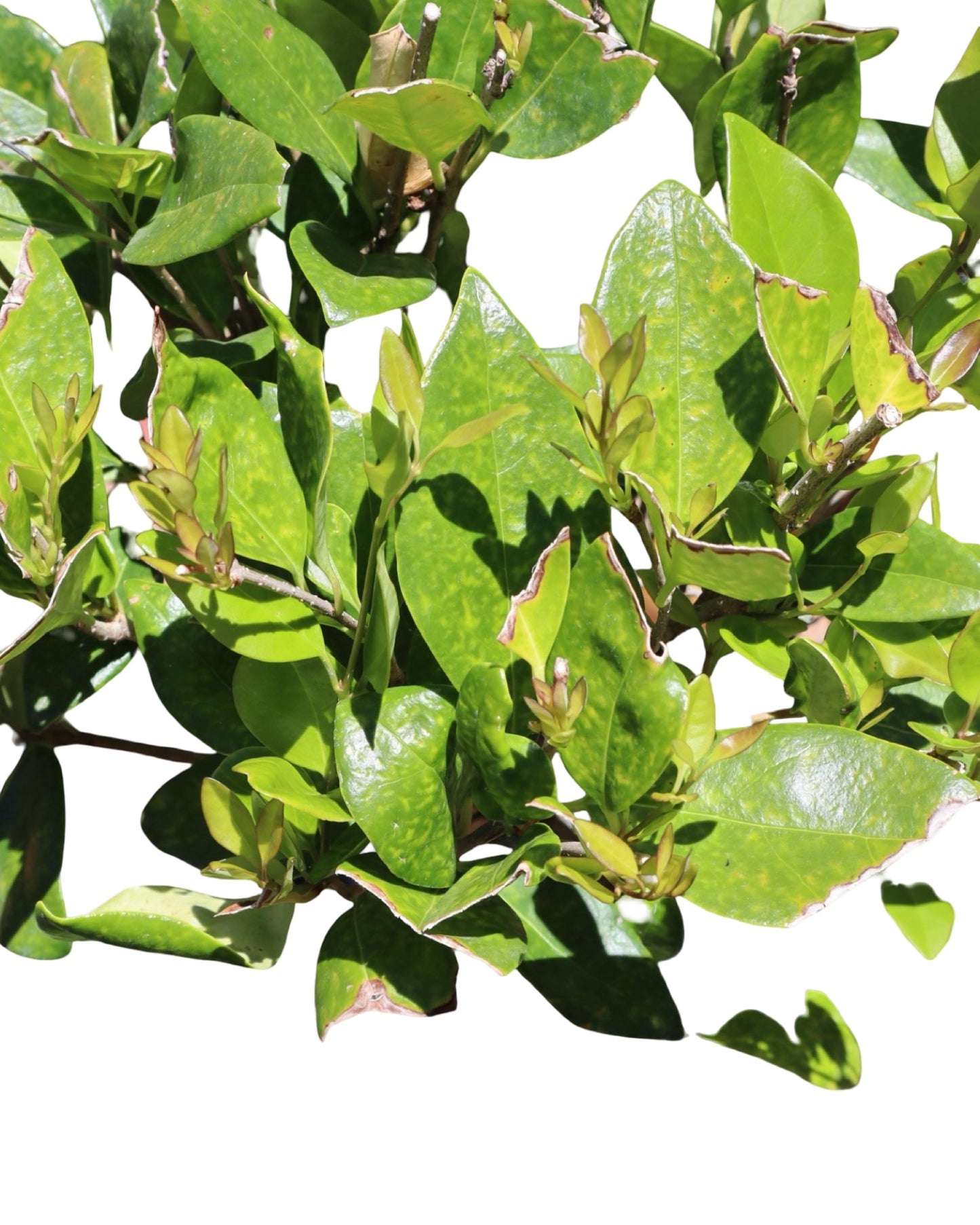 Ligustrum japonicum 'Texanum' 3 Ball Poodle - Shrubs