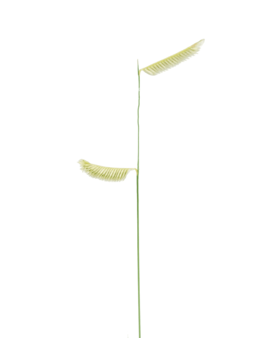 Bouteloua gracilis 'Blonde Ambition' - The Garden Corner