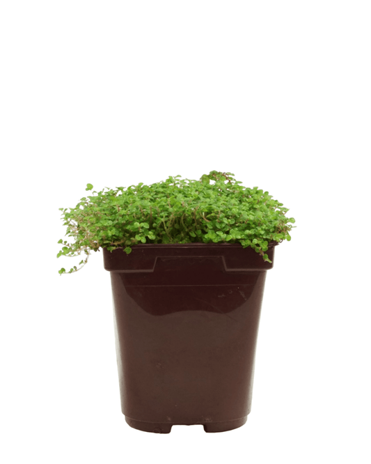 Soleirolia soleirolii - The Garden Corner