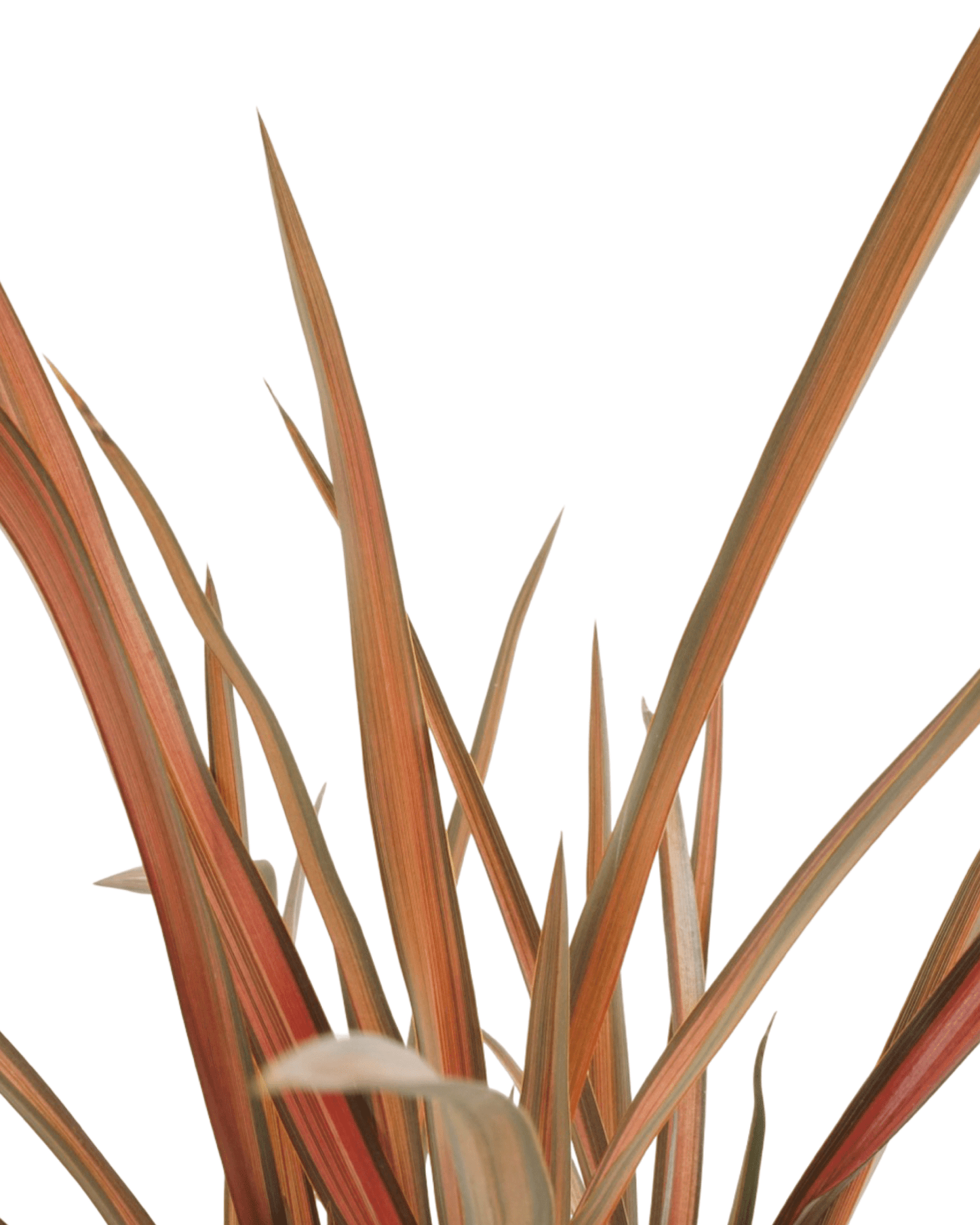 Phormium 'Evening Glow' - The Garden Corner