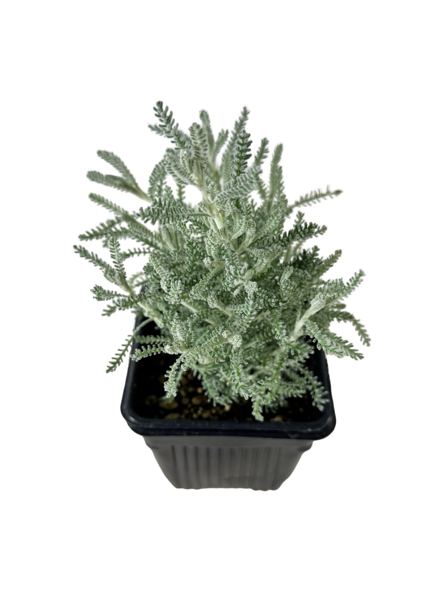 Santolina chamaecyparissus - Shrubs
