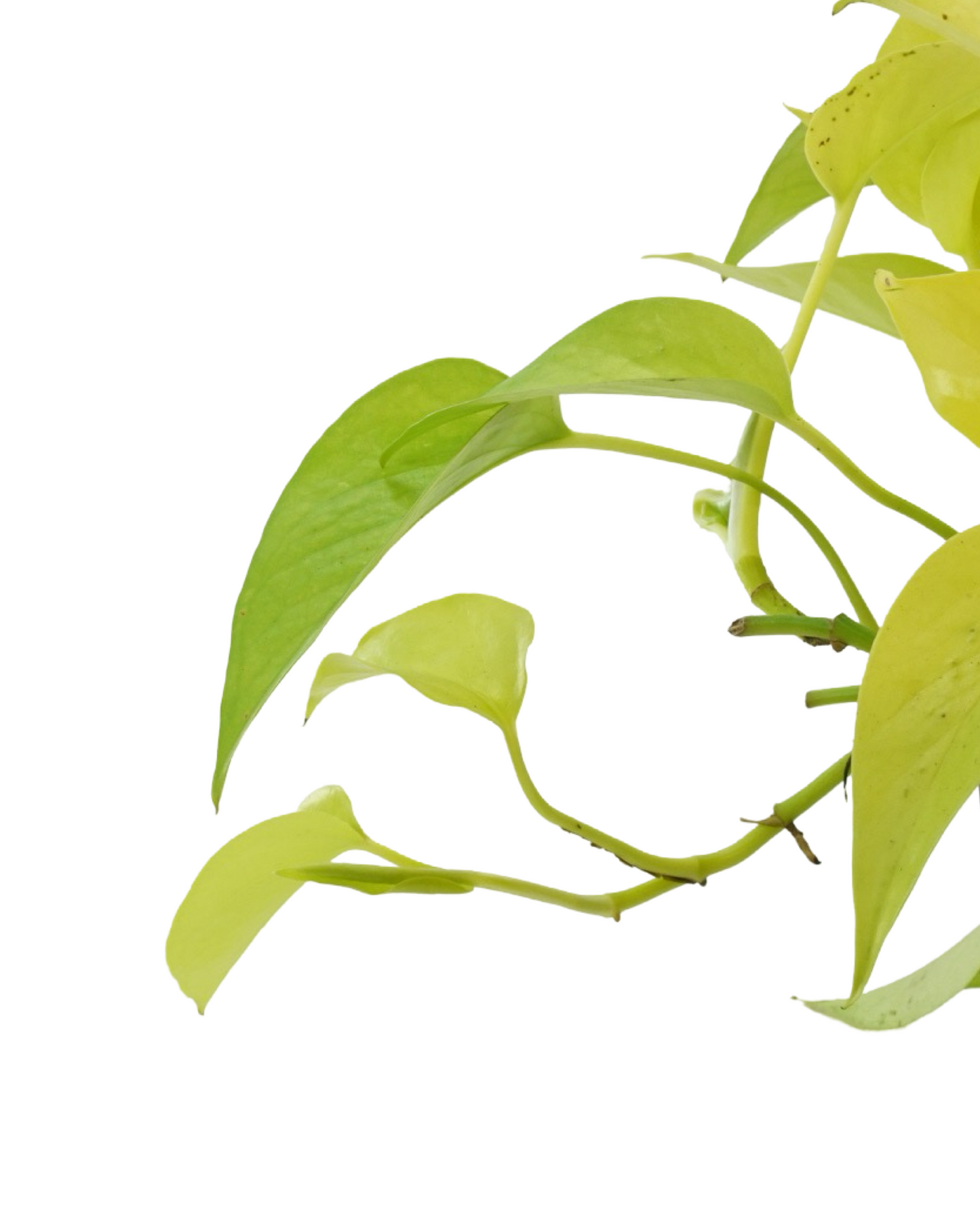 Epipremnum aureum 'Neon'