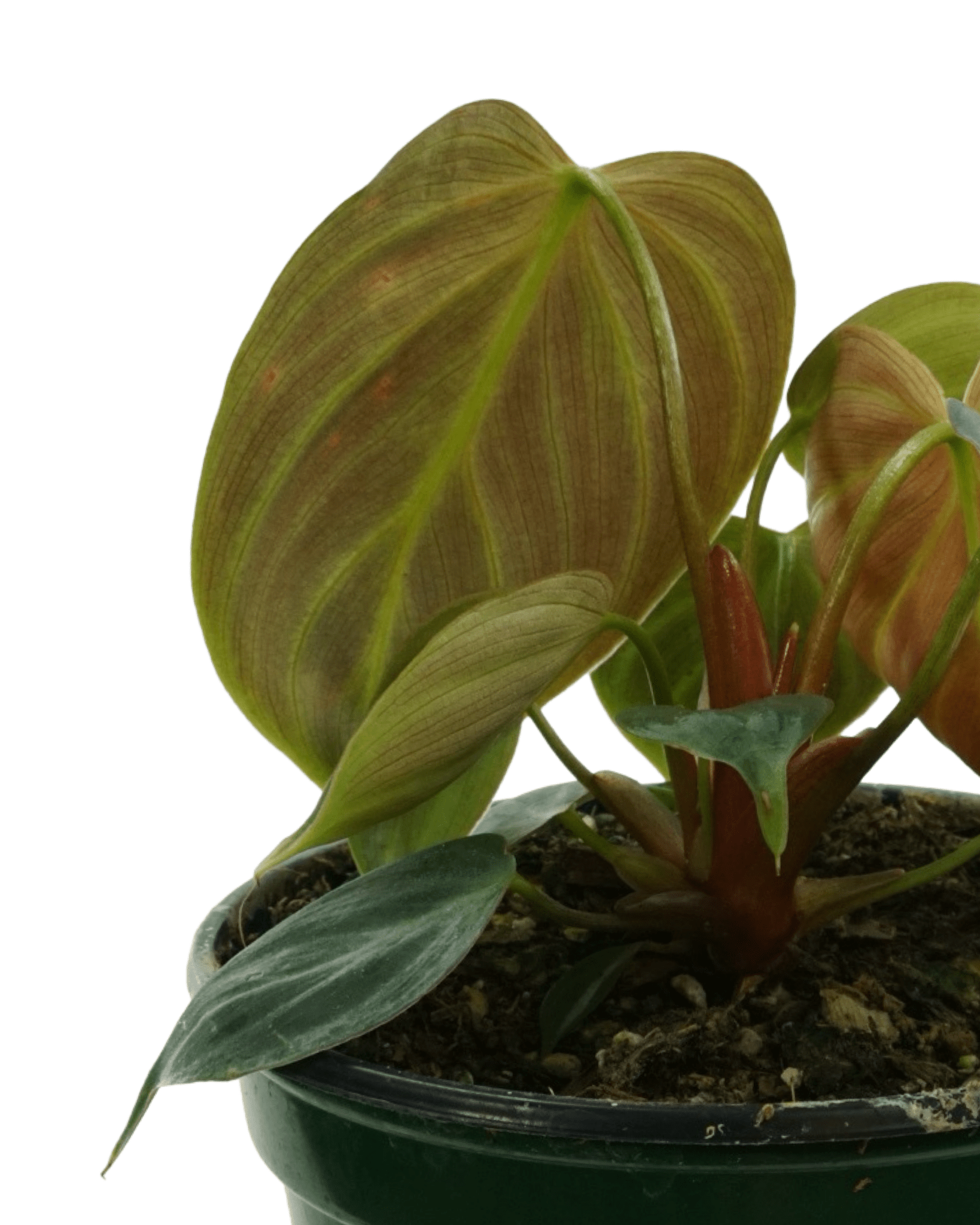 luxurious choco philodendron plant Philodendron El Choco Red – The Garden Corner
