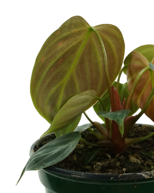 Philodendron El Choco Red