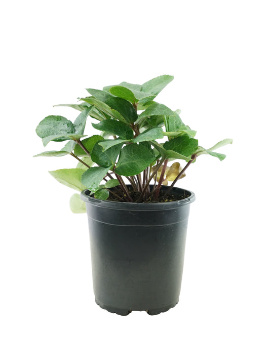 Helleborus Ice N Roses® 'Rosado' - Perennials