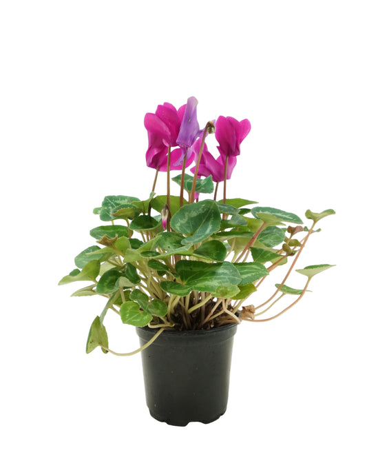 Cyclamen 'SuperSerie Allure Dark Violet'