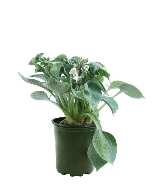 Hosta 'Hadspen Blue' - The Garden Corner