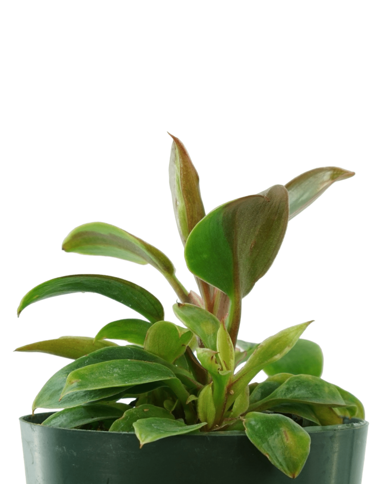 Philodendron subhastatum - The Garden Corner
