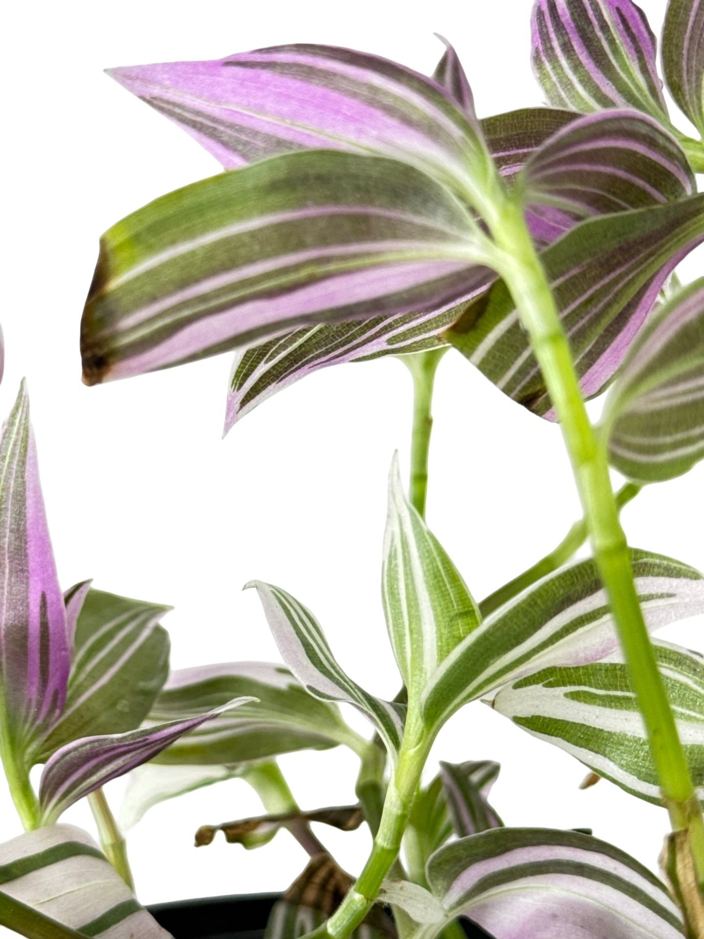 Tradescantia 'Pink Lollipop' - House Plants
