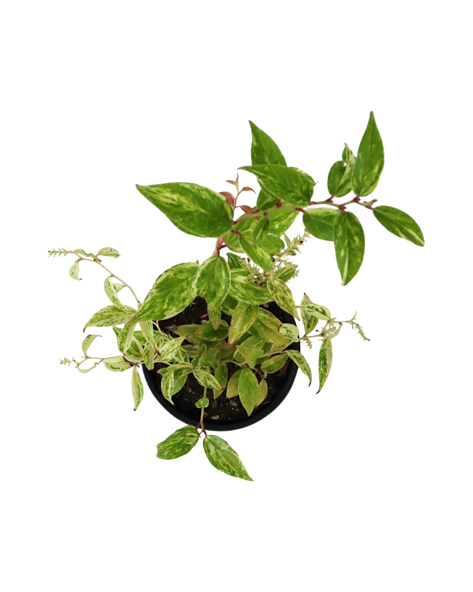 Leucothoe fontanesiana 'Rainbow Improved' - Shrubs