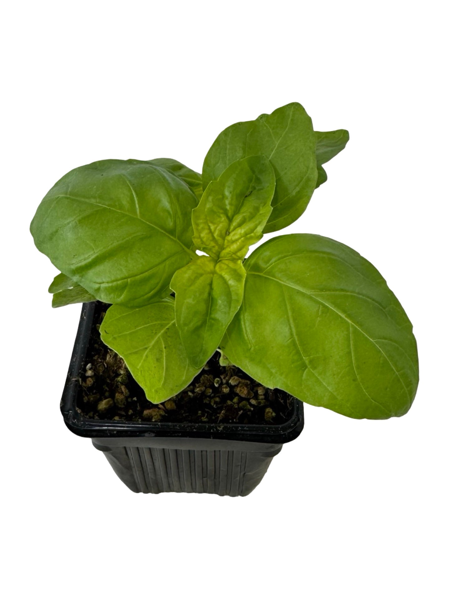 Basil 'Lettuce Leaf' - Herbs and Vegetables