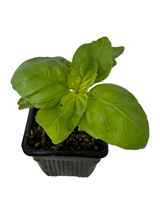 Basil 'Lettuce Leaf' - Herbs and Vegetables