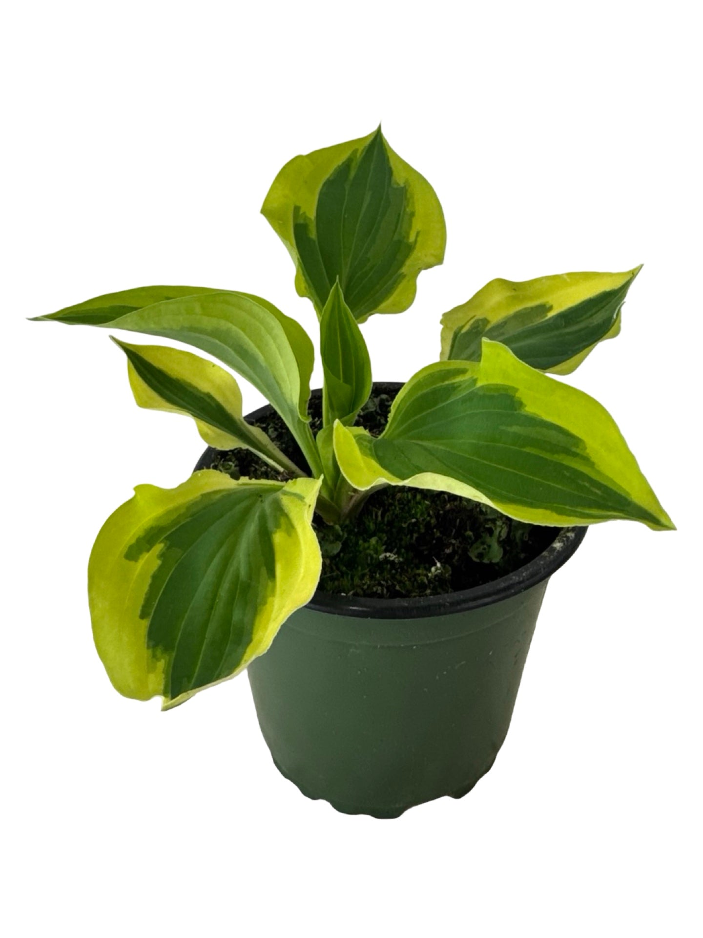Hosta ‘Pilgrim’ -