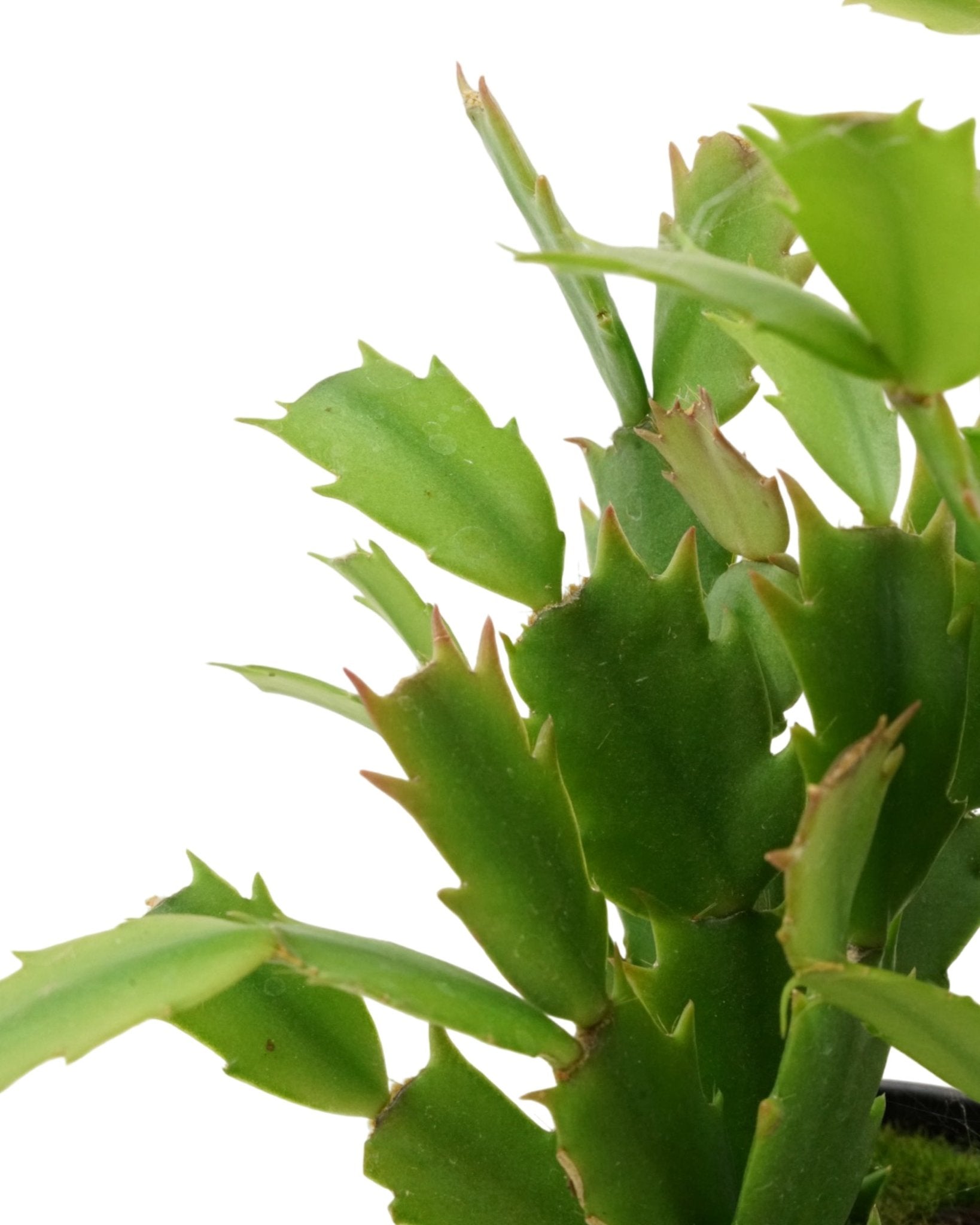 Schlumbergera 'Orange Flame' - The Garden Corner