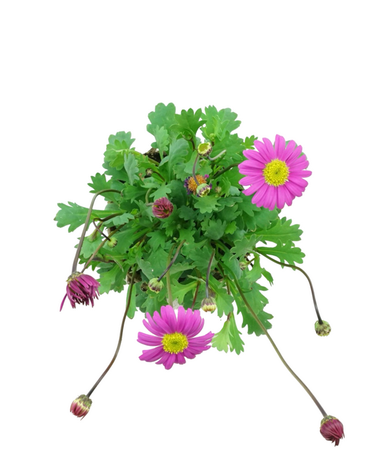 Brachyscome 'Fresco Candy'