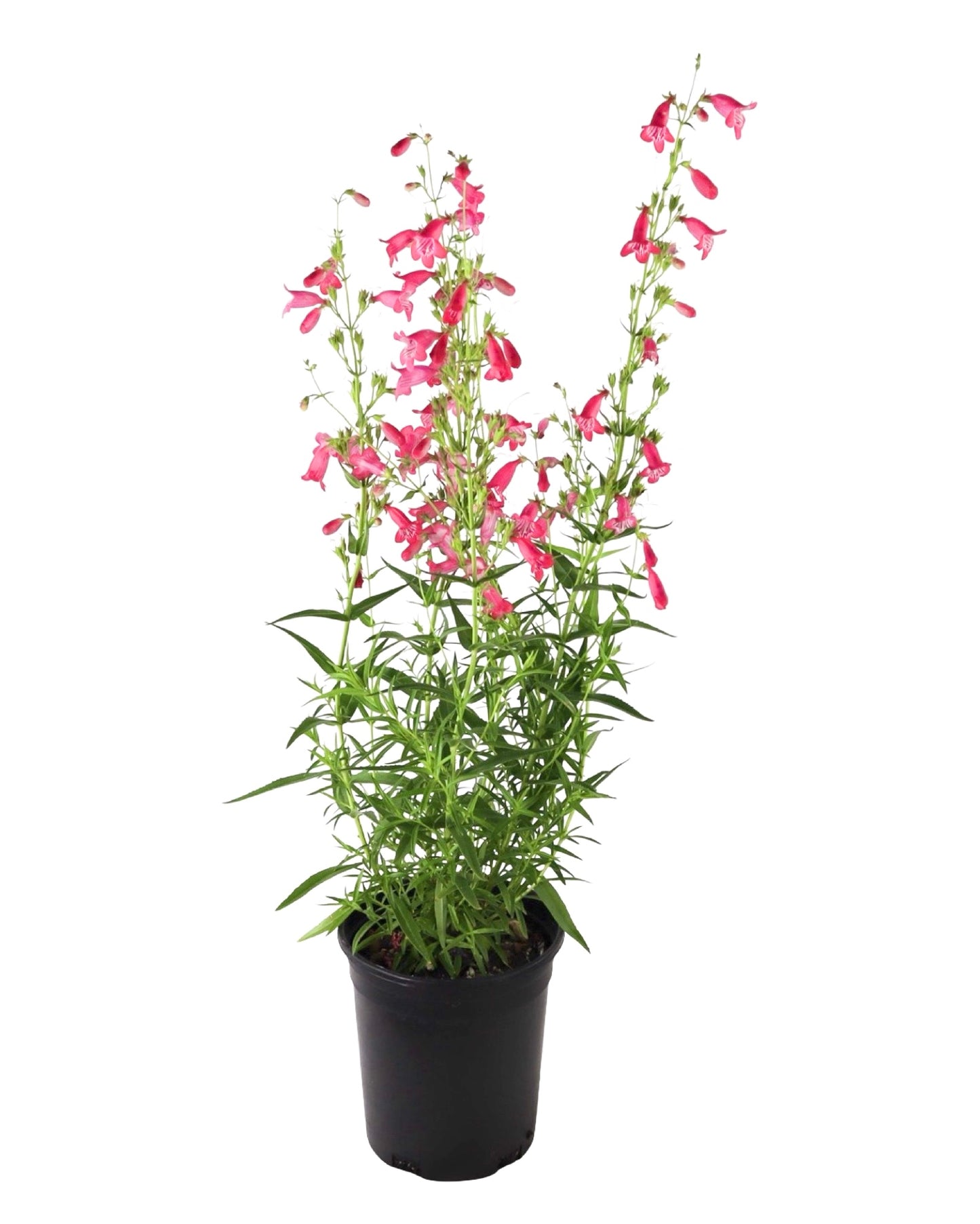 Penstemon Mountain Treats™ Rose - Perennials