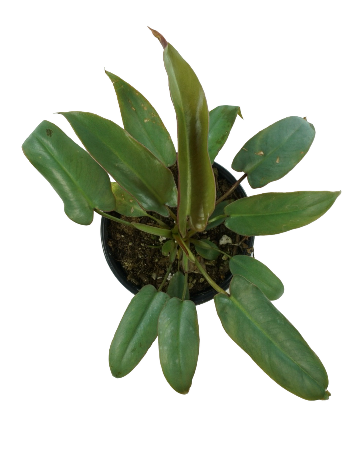 Philodendron atabapoense