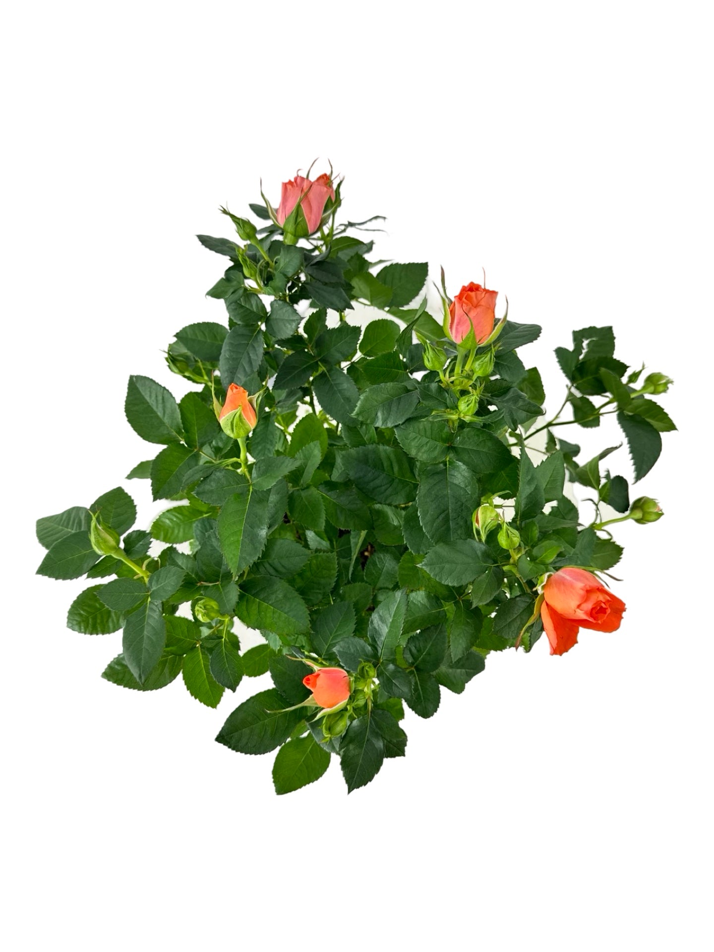 Rosa assorted 'Mini' - House Plants