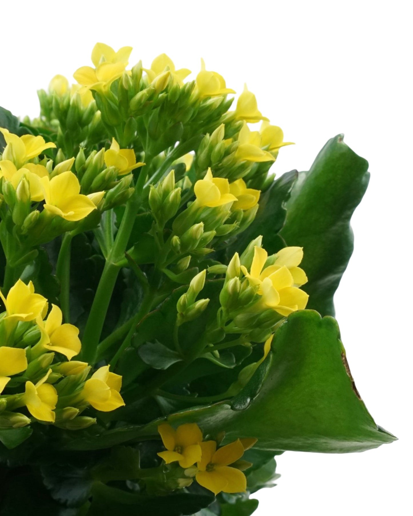 Kalanchoe Calandiva, Assorted - House Plants