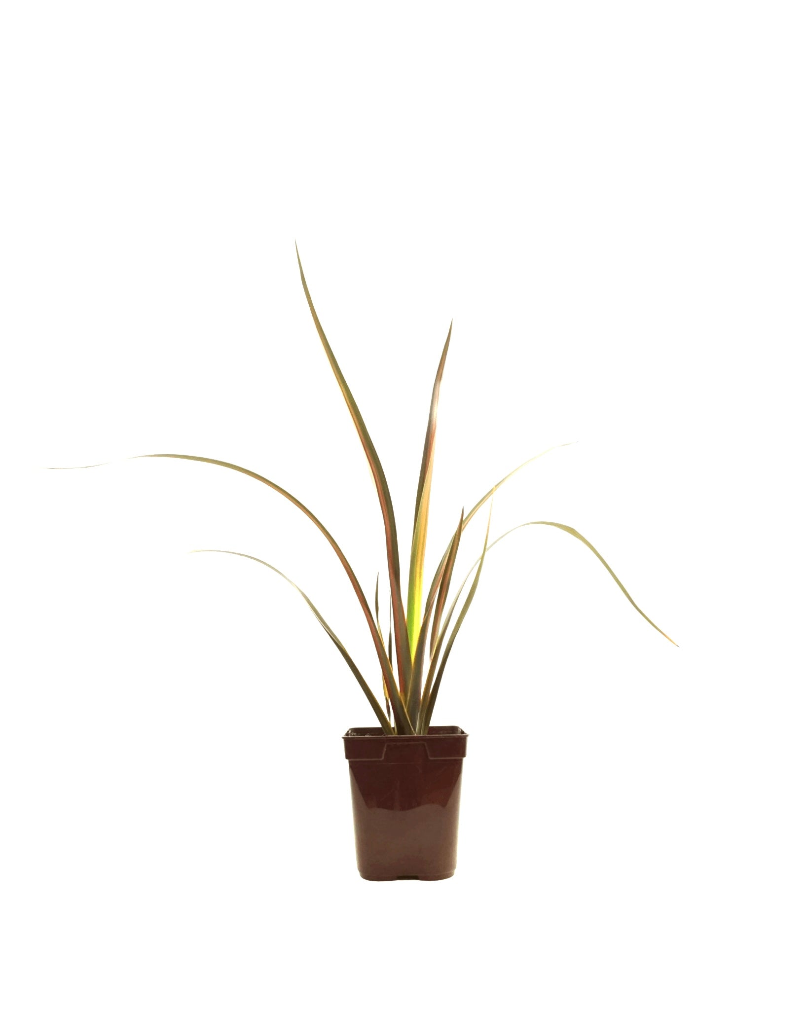 Phormium 'Pink Panther' - Perennials