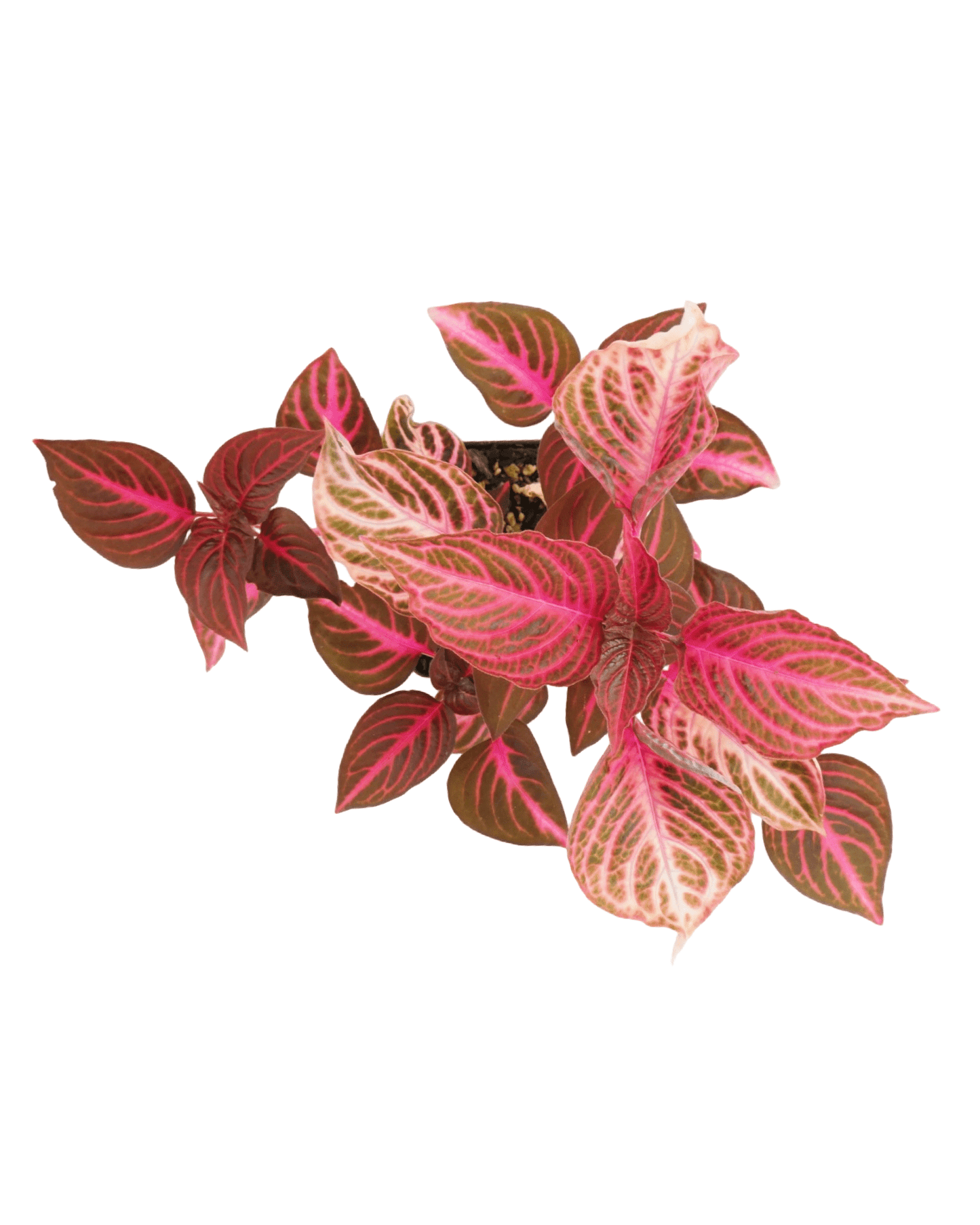 Iresine 'Blazin Rose' - The Garden Corner
