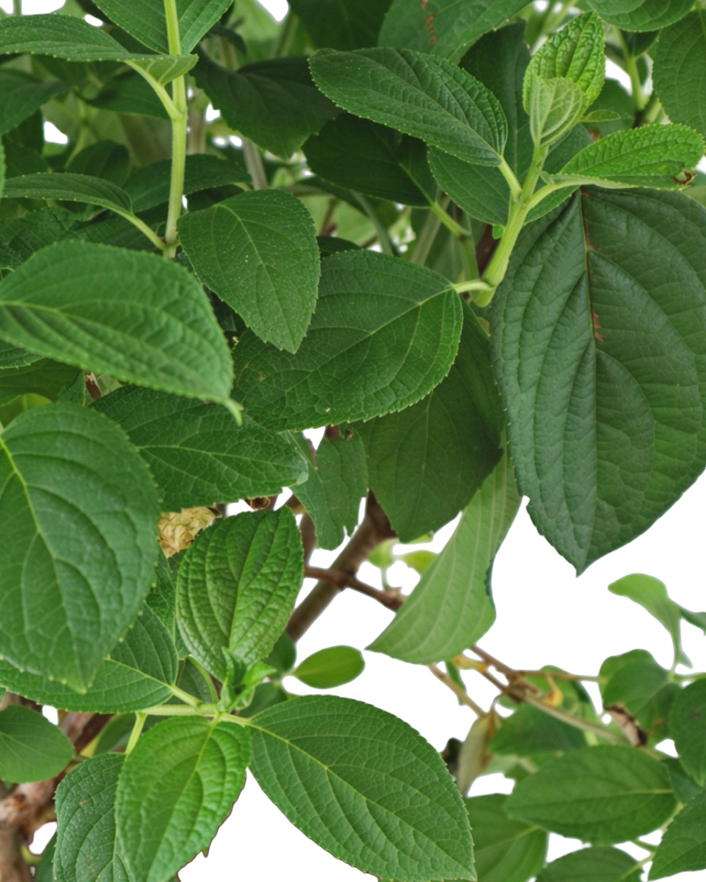 Hydrangea paniculata Little Hottie® - Shrubs