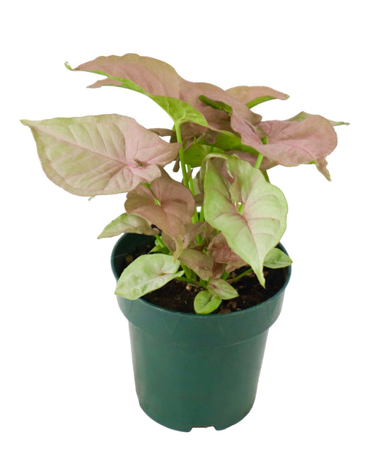 Syngonium podophyllum 'Neon' - House Plants