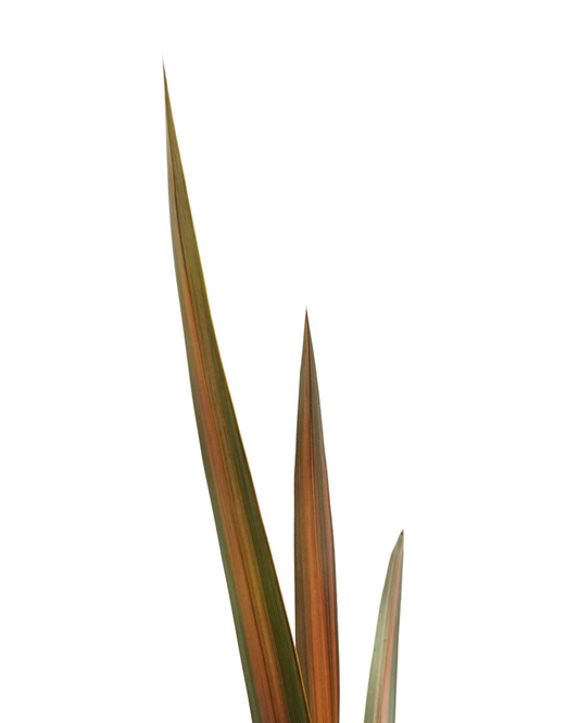 Phormium 'Pink Panther'