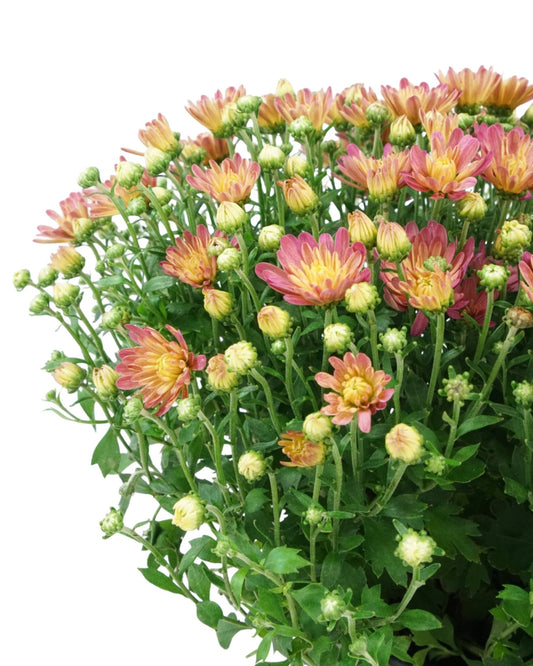 Chrysanthemum Jacqueline™ 'Peach Fusion' - The Garden Corner