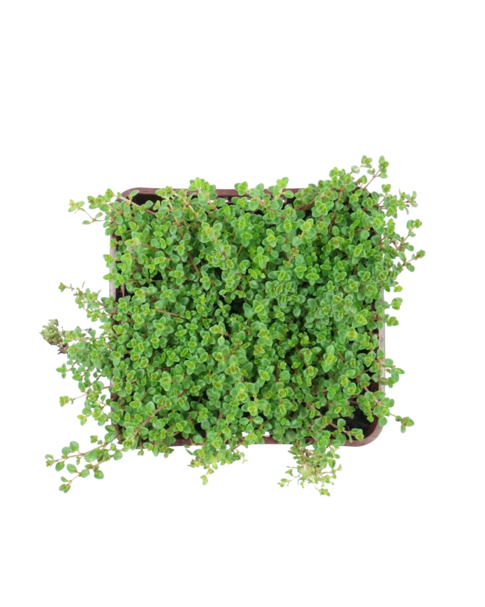 Thymus vulgaris 'Caborn Wine and Roses' - The Garden Corner