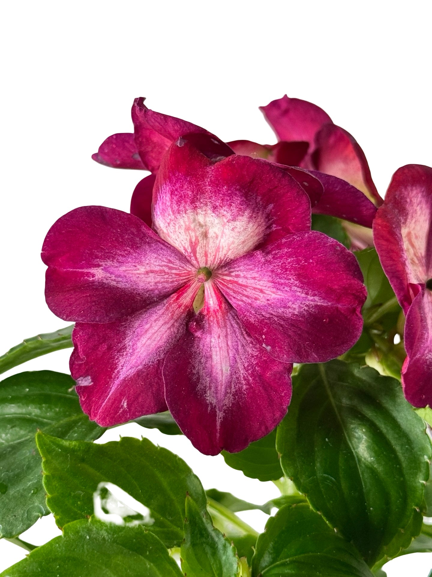 Impatiens Patchwork 'Cosmic Burgundy' - Annuals
