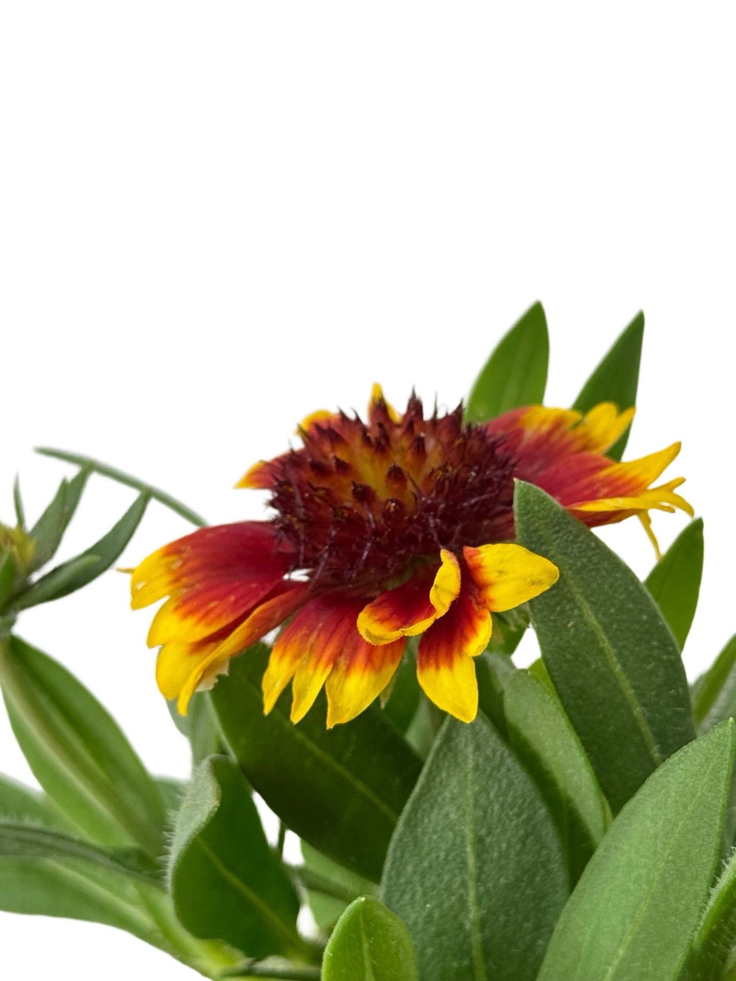 Gaillardia aristata 'Guapa Flamenco Bicolor' - Perennials