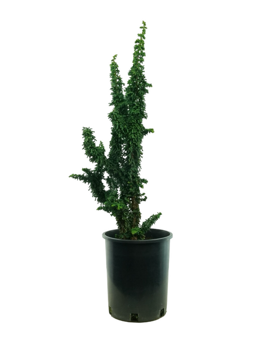 Chamaecyparis obtusa 'Chirimen'