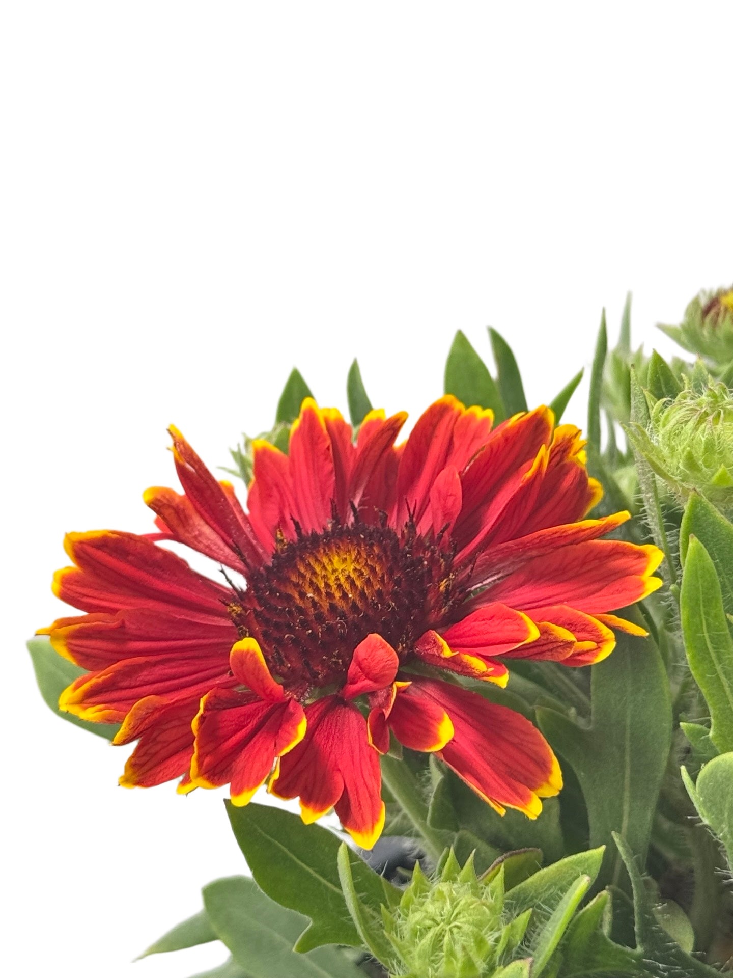 Gaillardia SpinTop® Mariachi 'Red Sky' - Perennials