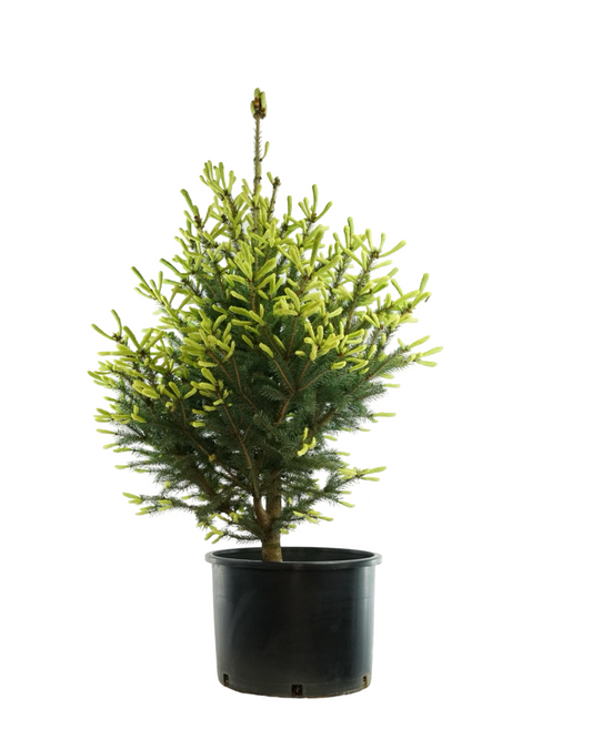 Picea glauca 'Mac's Gold'