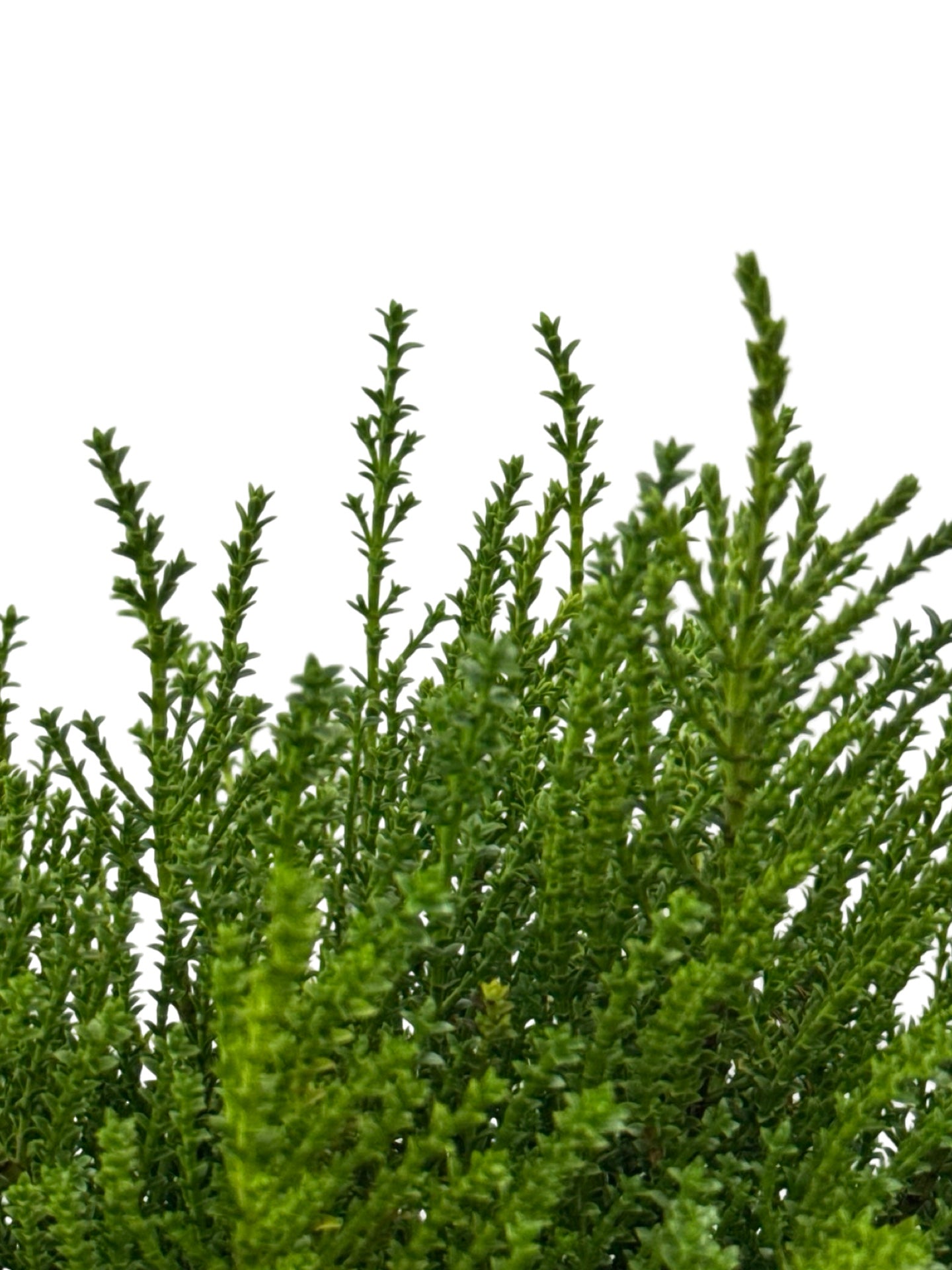 Hebe 'Karo Golden Esk' - Shrubs