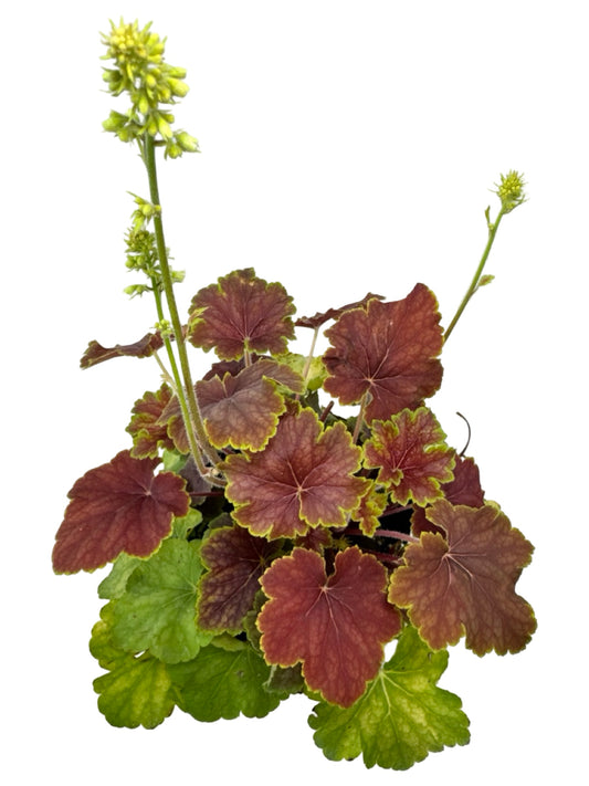 Heuchera 'Delta Dawn' - Perennials