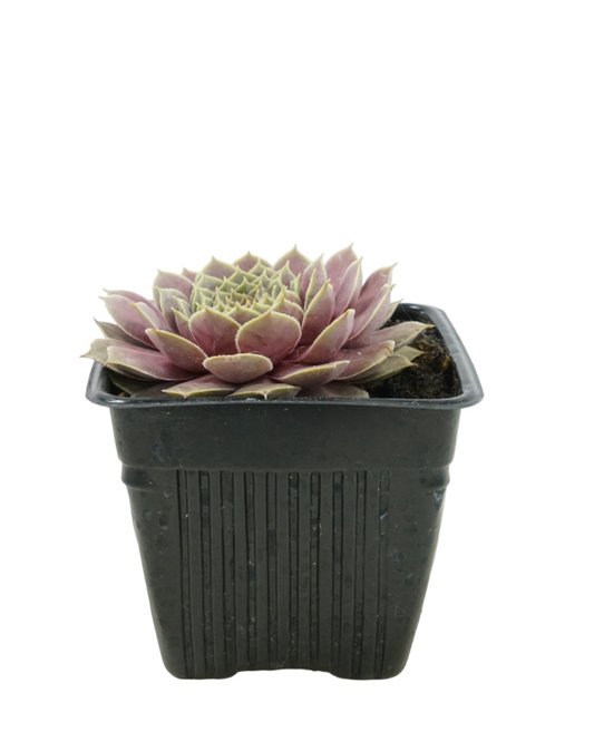 Sempervivum 'El Toro'