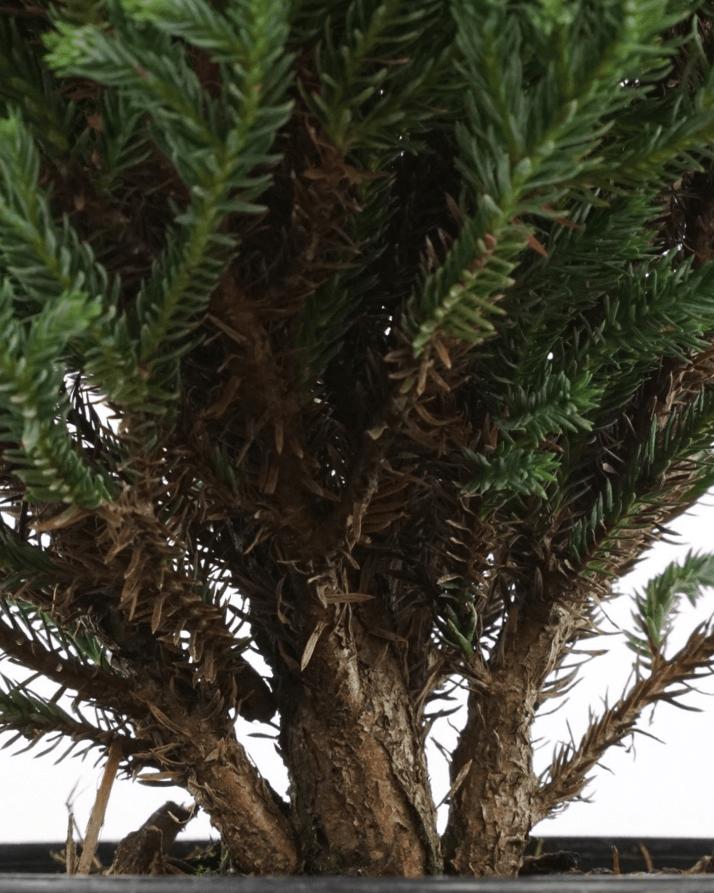 Chamaecyparis pisifera 'Blue Moon'